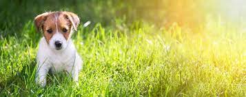 Dein hund ist nicht stubenrein und wird es so auch nie sein, da er ein hundeklo hat. Welpen Stubenrein Erziehen Mit Diesen Tipps Und Tricks Klappt Es
