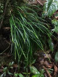 Image result for Vittaria