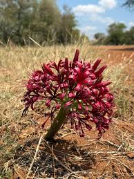 Image result for Ammocharis tinneana