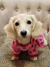 English Cream Miniature Dachshund Puppy Instagram Gerde The Dachsie Miniaturedachshunds Dachshund Puppy Miniature Daschund Puppies Dachshund Breed