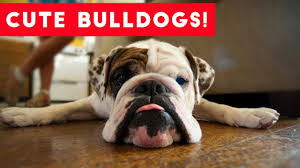 We sell healthy english bulldogs and are breeders of english bulldogs living to 14. The Funniest Bulldog Videos Of 2017 Weekly Compilation Funny Pet Videos Youtube