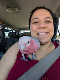 Lost dog Duke, microchipped, friendly