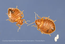 Image result for bed bugs eggs