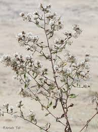 Image result for Andropterum