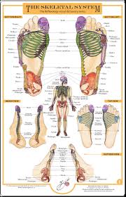 Without the foot reflexology chart, one just cannot understand and see where the reflex points are and where one should give. Download Hd Reflexology Foot Charts Collection Foot Chart Balancing Touch Transparent Png Image Nicepng Com