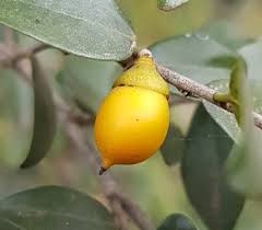 Image result for Englerophytum natalense