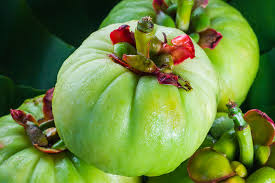 Since we first wrote about it in early 2013. Nutrition Tips For You What Is Garcinia Cambogia Is It Good For Weight Loss Outlook Poshan