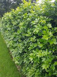 Too much water may also lead to root and crown rot. Swanes Nurseries Murraya Paniculata