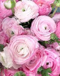 Gracepatri Princesspastelrose Pink Ranunculus Image Via Samanthaserena Whi Http Weheartit Com For Eter Pretty Flowers Flowers Beautiful Flowers