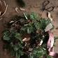 Jonathan Moseley Wreath Making event image