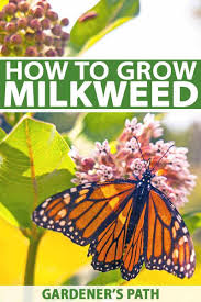 Milkweed Is A Native Perennial That S Easy To Grow And It Attracts A Seemingly Unlimited List Butterfly Garden Plants Milkweed Garden Monarch Butterfly Garden