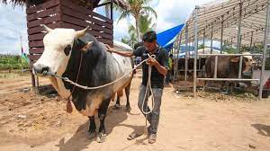 Berat melebihi 200kg++ • 80 ekor lembu betina dewasa termasuk yang bunting • 40 ekor anak lembu berusia 6 bulan kebawah • harga rm1,300 x 170 ekor = rm221,000 • ternakan secara lepas @ bebas. Limousine Lembu Terberat Di Penas Ktna Serambi Indonesia