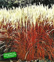 Baldur Garten Ziergras Indian Summer Chinagras Chinaschilf 1 Pflanze Miscanthus Sinensis Ziergras Graser Im Garten Stauden