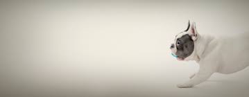 Check spelling or type a new query. Pet Photography How To Pick The Best Pet Photographer Frog Dog Studios Melbourne Pet Photography Studio