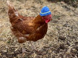 Yummy gardens stock a variety of chicken breeds including some rarer purebred chooks as well as crossbreeds. How To Raise Chickens In Your Backyard