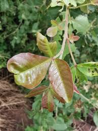 Image result for Searsia natalensis