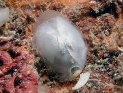 Image result for Galeomma stenolepis