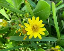 Image result for Chrysanthemoides monilifera