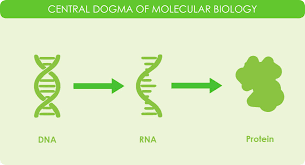 Means a dna copy of a mrna, including, without limitation, all cdna clones and cdna more definitions of cdna. Reverse Transcriptase Cdna Overview Applications Goldbio