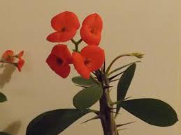 Check spelling or type a new query. Crown Of Thorns An Interesting Houseplant Dengarden