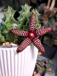 Image result for Orbea maculata