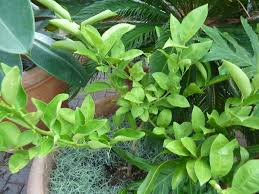 Citrus limon eureka is a true lemon with the acidic flavor typically found in lemonade. Palestinian Sweet Lime Wikipedia