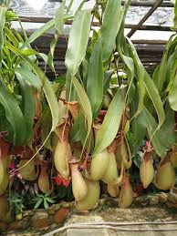 Has been known to exhibit a mutually beneficial relationship with a certain type of animal. Periuk Kera Bahasa English The Malaysian Pitcher Plant Could Become Extinct Cause Of Our Love For Pulut Periuk Kera