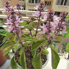 Image result for Ocimum gratissimum