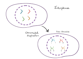 During the mitotic (m) phase, the cell separates its dna into two sets and divides its cytoplasm, forming two new cells. Mitosis Article Cellular Division Khan Academy