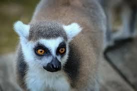 We did not find results for: Lemur Lemuri Animale GrÄƒdinÄƒ ZoologicÄƒ AcÈ›iune NaturÄƒ Animal Animal Exotic Portret De Animale PÄƒros FaunÄƒ Pikist