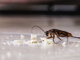 How To Prevent Cockroach Infestations During The Holiday Season