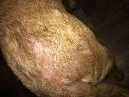 Alopecia in dogs, or hair loss, is a common disorder that causes partial or complete dog hair loss. My Dog Is Experiencing Hair Loss On His Lower Back Accompanied With Redness And Puss Drainage I Am Concerned And Wonder If I Need To Petcoach
