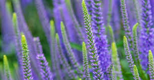 Blue Skywalker Veronica Spring Hill Nursery Veronica Plant Perennials