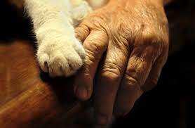 The cost of a cat runs a range depending on cat breed, age and even your lifestyle, but the basics come in around a minimum of $405 for the first year. How Much Does It Cost To Cremate A Cat Pawsome Kitty
