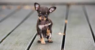 Browse our pets and animals category to find purebred puppies as well as mixed and mature dogs. Teacup Pomeranian Small Dog Breeds In India With Price Novocom Top