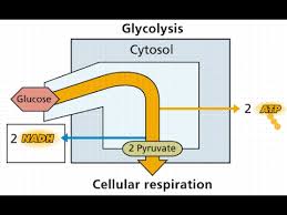 Videos Matching Glycolysis Pathway Easy Way Flow Chart Revolvy