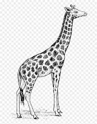 Check spelling or type a new query. Giraffe Clipart Black And White Giraffe Drawing Hd Png Download Vhv