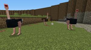 Ostrich Ostrich Ostriches World