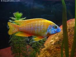 The blue peacock cichlid or aulonocara nyassae is a popular species of cichlid to keep in an aquarium. Orange Peacock Aulonocara Sp Maleri Cichlid Aquarium Aquarium Fish Tropical Fish