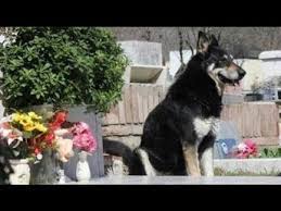 Aglama Bu Ayriliga Youtube Argentinian Dog Loyal Dogs Dogs