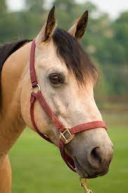 Download 110 buckskin horse stock illustrations, vectors & clipart for free or amazingly low rates! Buckskin Horse Horses Buckskin Horse Horse Face