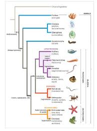 Creating phylogenetic tree from precalculated multiple alignment. Solved Using The Phylogenetic Tree Where Should The Orig Chegg Com Phylogenetic Tree This Or That Questions Life Science