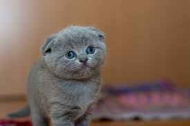 Kneading In Cats Why Does My Cat Knead With Its Paws