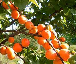During hot, dry periods trees should be given about 5 gallons of water once a week. Apricot Tree Growing Caring For And Harvesting Juicy Apricots