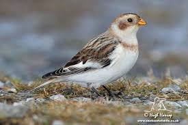 Snow Buntings Oiseau Du Paradis Oiseaux