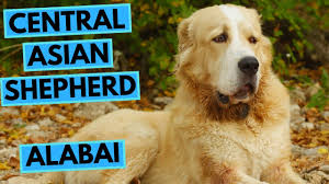 This massive and powerful dog of above average height has a bear shaped head, a harmoniously built body with a large chest and wide back, covered in a thick and elastic, longer or shorter. Central Asian Shepherd Dog Alabai Facts And Information Youtube