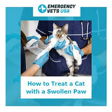 Before long, it will be walking normally again. How To Treat A Cat With A Swollen Paw And What May Have Caused It
