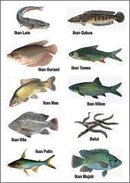 Tingkat salinitas atau keasinan mereka kurang dari 0,05%. Image Result For Ikan Air Tawar Beserta Nama Oscar Fish Fish Farming Fish Tank