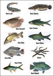 Beliau merupakan penternak dan pembekal ikan air tawar yang berjaya di pantai. Image Result For Ikan Air Tawar Beserta Nama Ikan Air Tawar Air Tawar Ikan