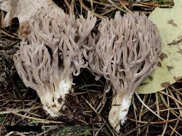Image result for Clavulina cinerea